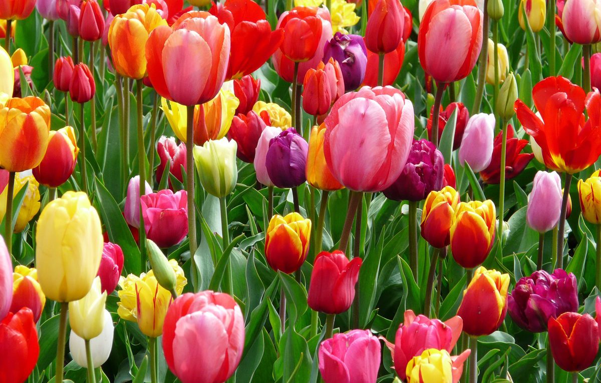 tulips sustainable airport
